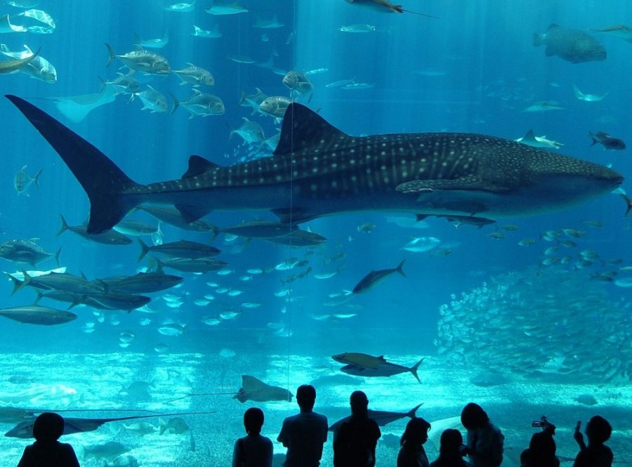 Places to Take Your Kids in Istanbul